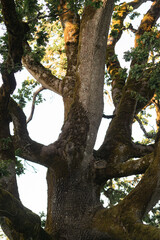 tree in the park