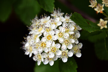 Common ninebark (Physocarpus) flowering shrub. Clusters of small white flowers with green leaves in...