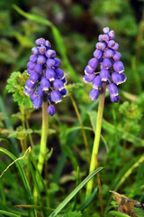 Two purple grape hyacinth flowers in bloom
