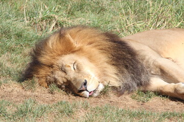 Obraz na płótnie Canvas Sleeping Lion