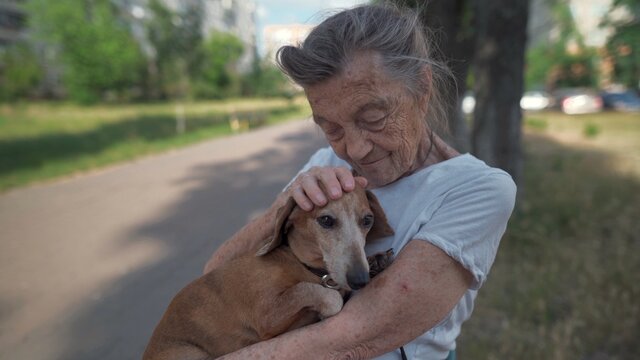 Animal theme is a lonely old woman best friend. Caucasian 90 years old senior female is happy to spend time with her pet small dachshund dog, holding her in her arms, hugging hugs and kisses outdoor