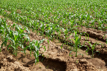 Young corn on a field at sunshine