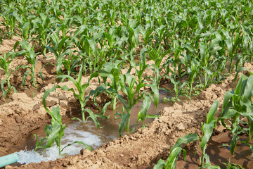 Young corn on a field at sunshine