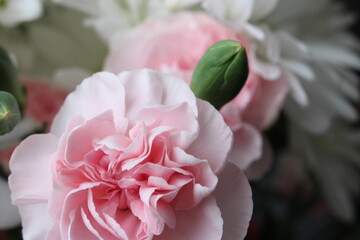 Macro Pink Rose