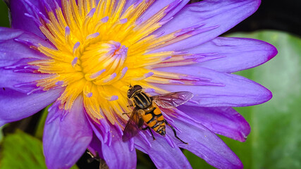 bee on flower