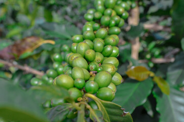 Colombian coffee tree bean in farm 