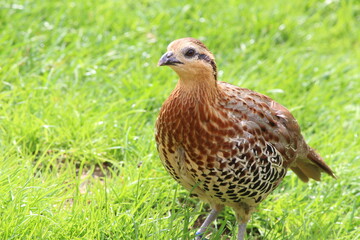 pheasant in the grass