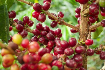 Colombian coffee tree bean in farm 