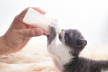 newborn cat drinking milk from the bottle