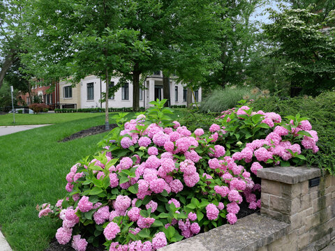 pink hydrangea flowers in front garden on a residential street