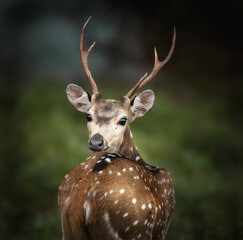 The sharp look of a Chital deer