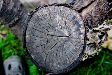 old wood