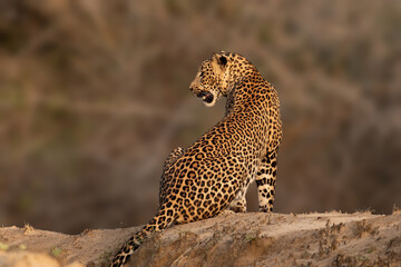 The Leopard in golden light