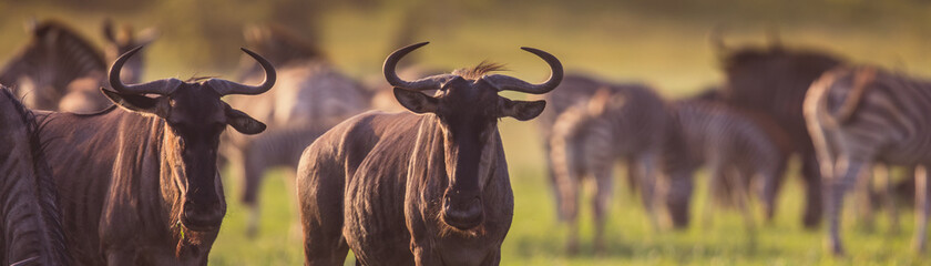 Blue Wildebeest herd grazing panorama