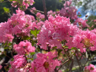 Obraz premium pink blossom