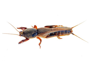 Mole cricket isolated on a white background, mole insect