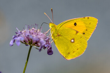 Clouded Yellow butterfly feeding on nectar