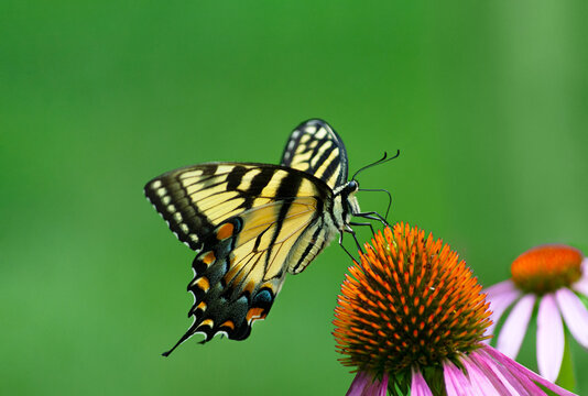 Side of  view yellow and black  eastern tiger swallowtail butterfly feeding from purple coneflower with open green background