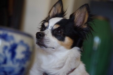 chihuahua dog portrait(questioning)