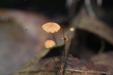 mushroom macro photography