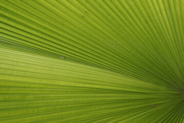Obraz premium leaf