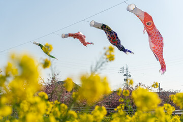 菜の花と鯉のぼり