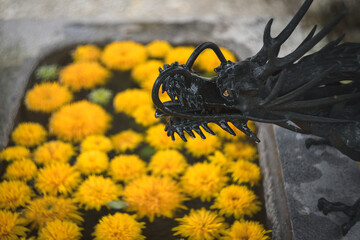 花浮かぶ手水舎