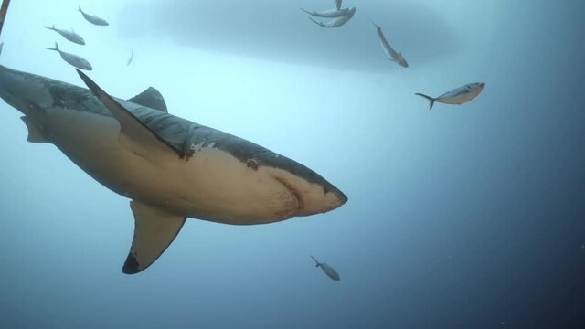 Battle Scarred Great White Shark Carcharodon carcharias 4k badly scarred shark close ups Neptune Islands South Australia