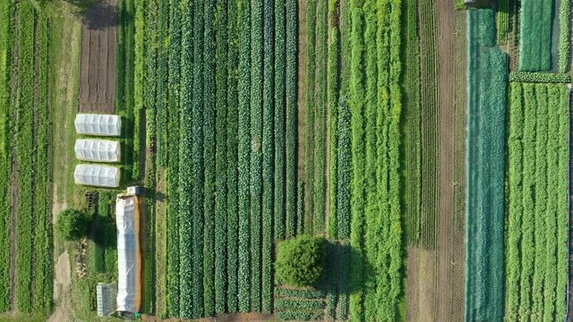Farm garden bio farmer field farming vegetable agricultural plantation fruit tree dron aerial video shot leaf curly cabbage kale winter plant leaves organic plantation harvest vegetables, greenhouse