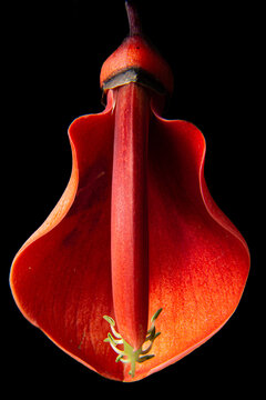 Flor de ceibo
