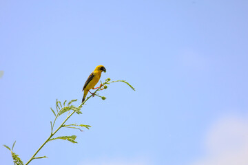 The yellow Oriole bird is eatting food on stick tree in nature garden