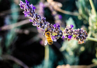 Purple Bee 