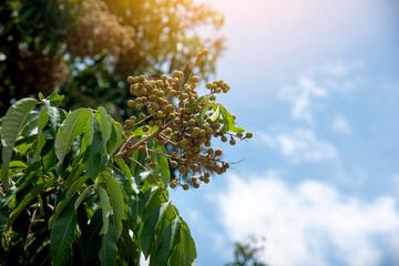 Young longan fruit on the tree