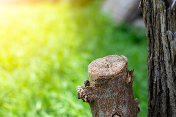 Tree stump on green nature background