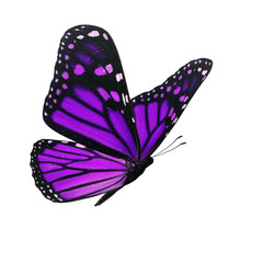 Beautiful purple monarch butterfly