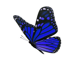 Beautiful blue monarch butterfly