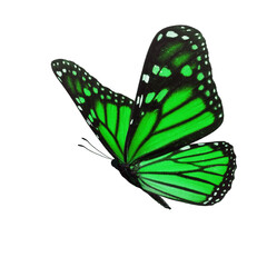 Beautiful green monarch butterfly - 444849810