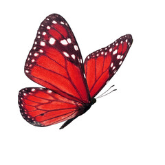 Beautiful red monarch butterfly - 444849819