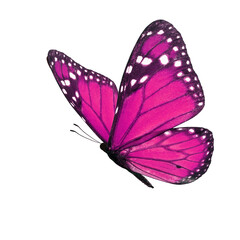 Beautiful pink monarch butterfly