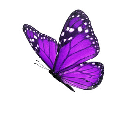 Beautiful purple monarch butterfly - 444849829
