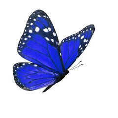 Beautiful blue monarch butterfly