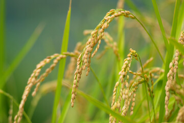実る稲穗