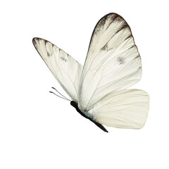 Beautiful white butterfly - 444849841