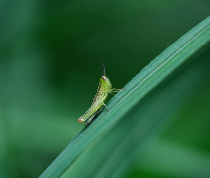 コバネイナゴ Images Browse 50 Stock Photos Vectors And Video Adobe Stock