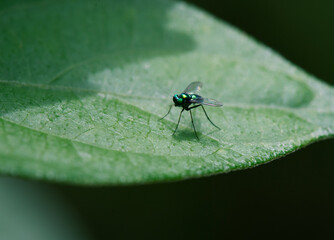 日をさえぎっていた雲が離れたときに、サオトメバナの葉の上を走り回るウデゲヒメホソアシナガバエのオス1
