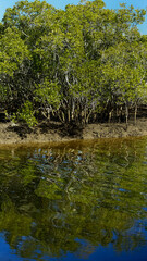 Mangrove trees and blue sky reflected in the creek at Lota, Queensland, Australia.