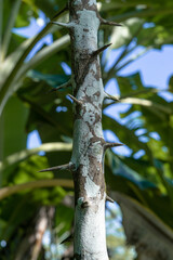 The thorns of lemon tree