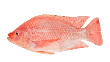 Fresh Red Tilapia fish (Oreochromis sp) isolated on white background