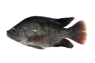 Tilapia fish (Oreochromis sp) isolated on white background