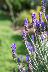 Fototapeta premium Flor de lavanda, fondo desenfocado jardín verde.